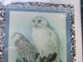 snowy owl