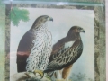 2 eagles