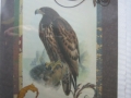 single owl