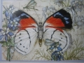 blue & red butterfly with columbine
