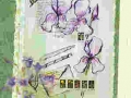 Iris collage