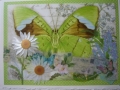 green butterfly with daisies